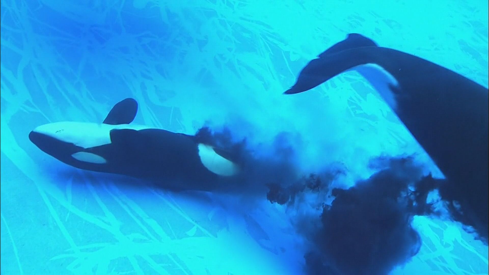 このセットはラスト！名古屋港水族館 シャチ アース リン セット 名古屋港水族館 記念メダル シャチ アース リン 2枚セット 記念