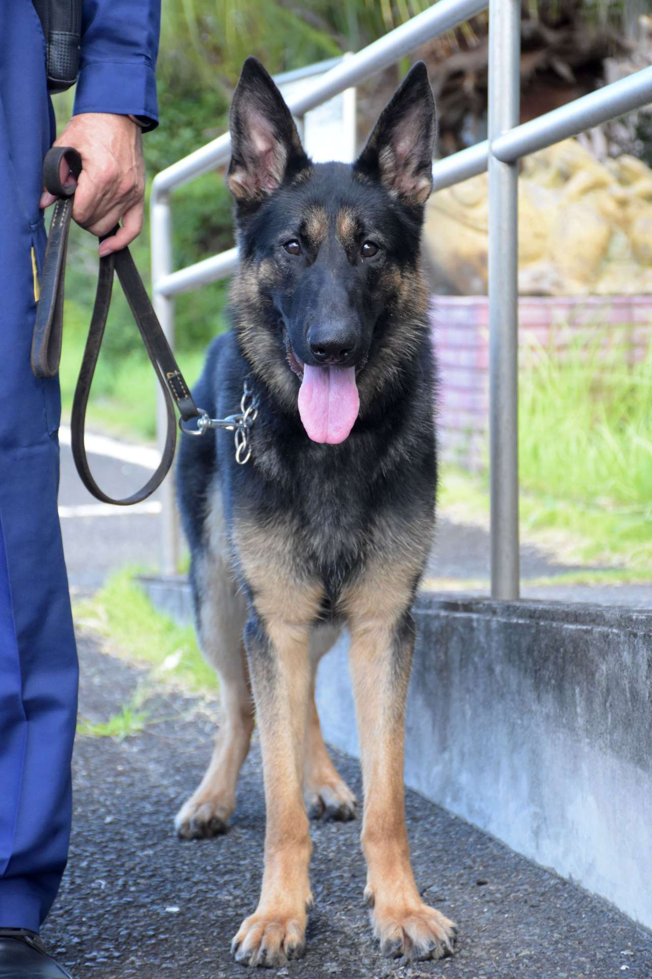 強者警察犬 5時間半かかったのを4分で解決…ルーキー警察犬が初出動で