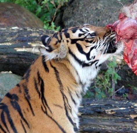 デンマークのオルボー動物園が、ペットのニワトリやウサギ、モルモットなどの動物を捕食動物の「餌」として寄付するよう呼びかけた際のウェブサイト画像。