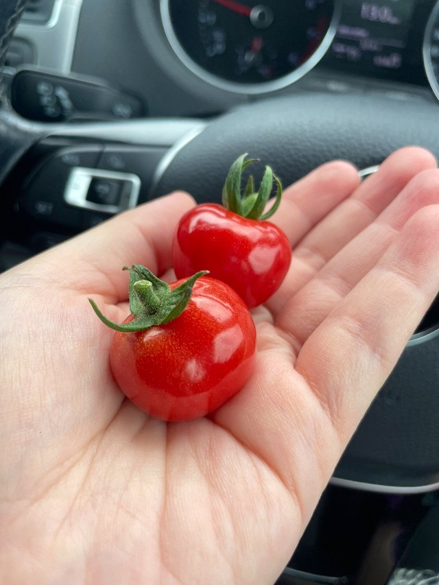 トマトフルティカコメント欄つくりました。 Tomato cultivation] Four things that beginners tend to make