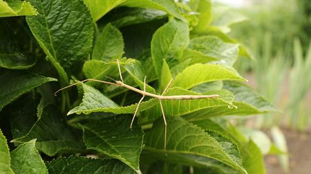 バッタやカマキリに寄生して”脳を狂わす”「ハリガネムシ」の不気味で驚異的な能力とは？“食われる前提”で進化した生物たちの戦略