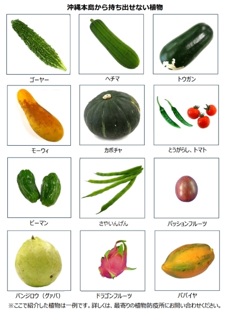 沖縄本島から県外への持ち出しが規制されている植物の一覧（イメージ）