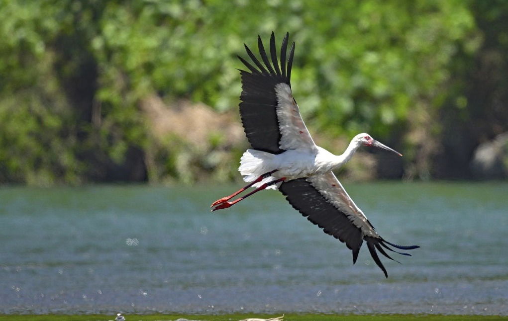 幸せを運ぶ鳥」コウノトリ 富士川に飛来 富士市（静岡新聞
