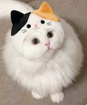 しろみちゃんの白い猫 Former stray cat. An unusual mommy's boy. - YouTube