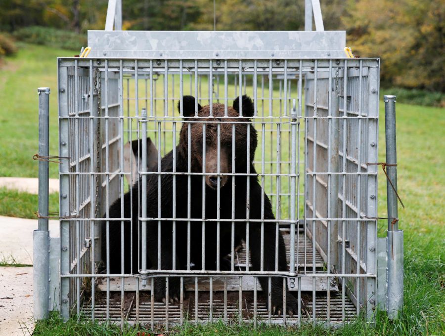 北海道砂川市で捕獲されたヒグマ。市街地でのクマの出没事例を示す