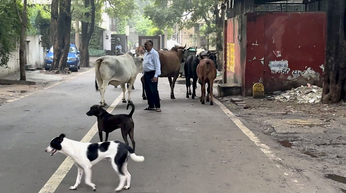 ニューデリーの街角をさまよう野良犬