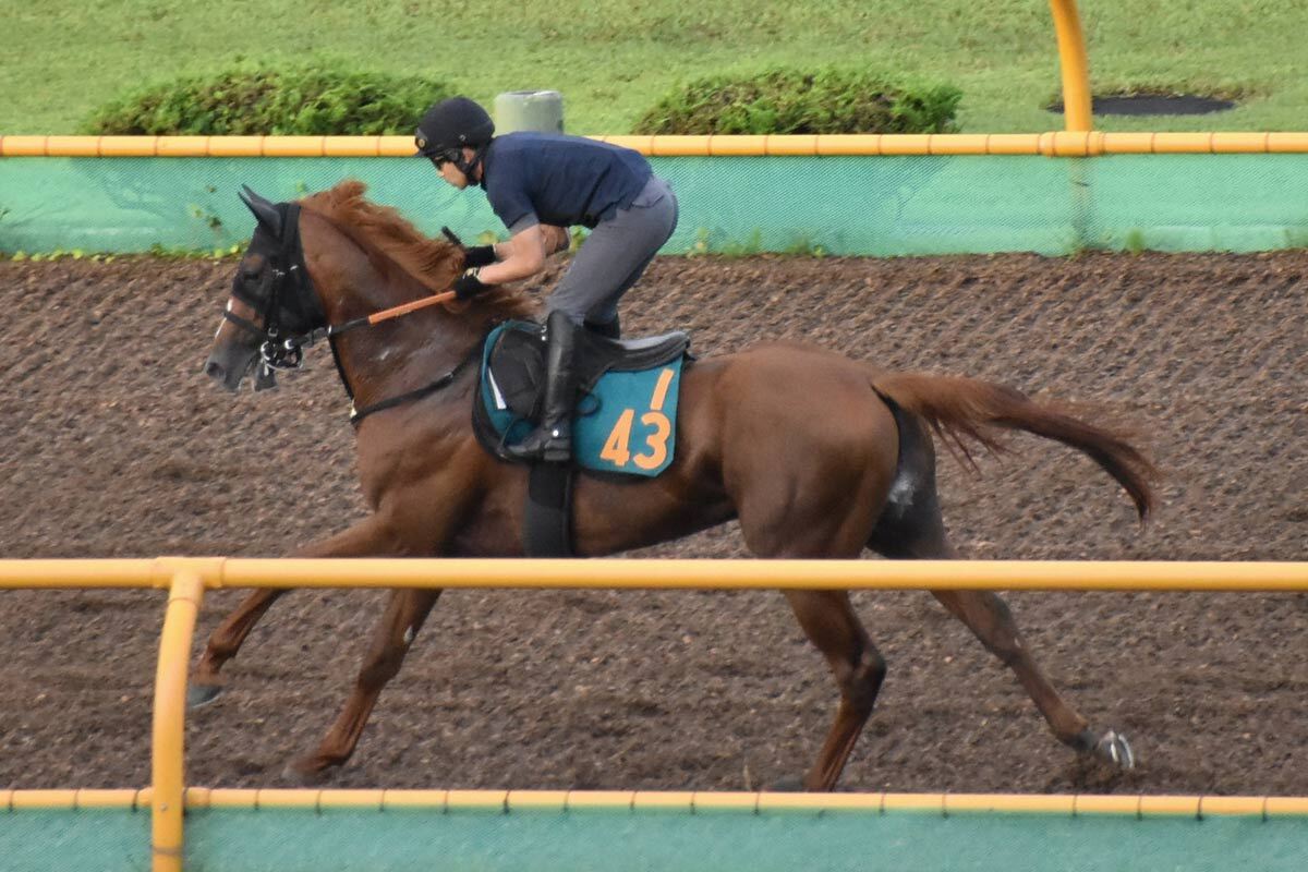 激レア　競馬　ブルゾン　矢作厩舎　コントレイル 新馬戦】ジーティーメティオ 矢作厩舎からコントレイル産駒