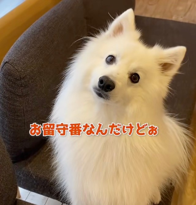 飼い主の言葉が通じてる…？犬さんの賢すぎる行動に「天才