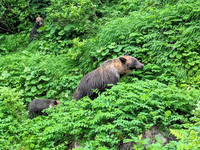 知床・羅臼岳で登山者がヒグマに襲われ行方不明　血の付いた洋服発見