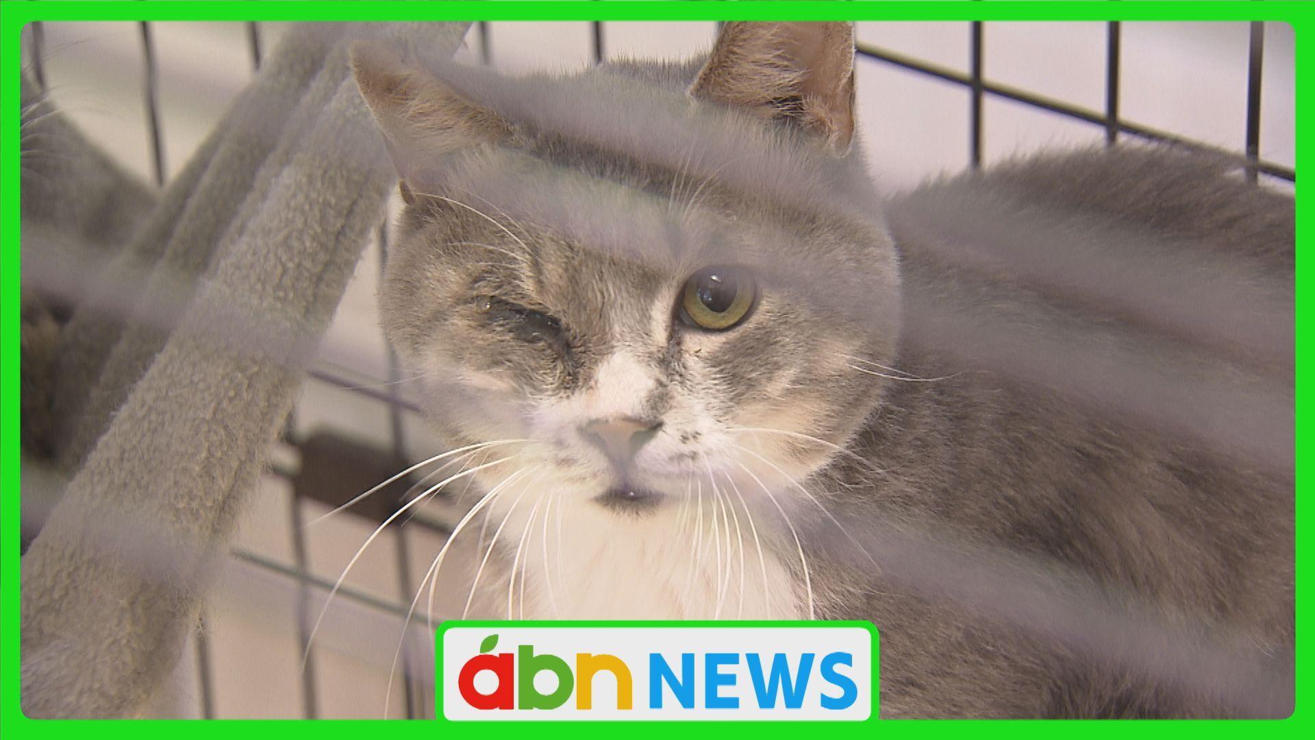 多頭飼育していて ネコを飼育できない…〝多頭飼育崩壊〟が動物愛護センターを直撃