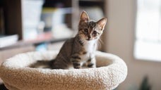 首にレンガがはまったまま「一夜」過ごした子猫が救助⇒「こんなの見たことない」と英ベテラン医師も驚き