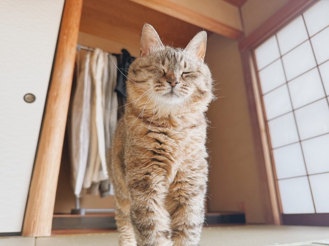 飼い主が「撮らずにはいられなかった…」毛づくろいする猫の姿に