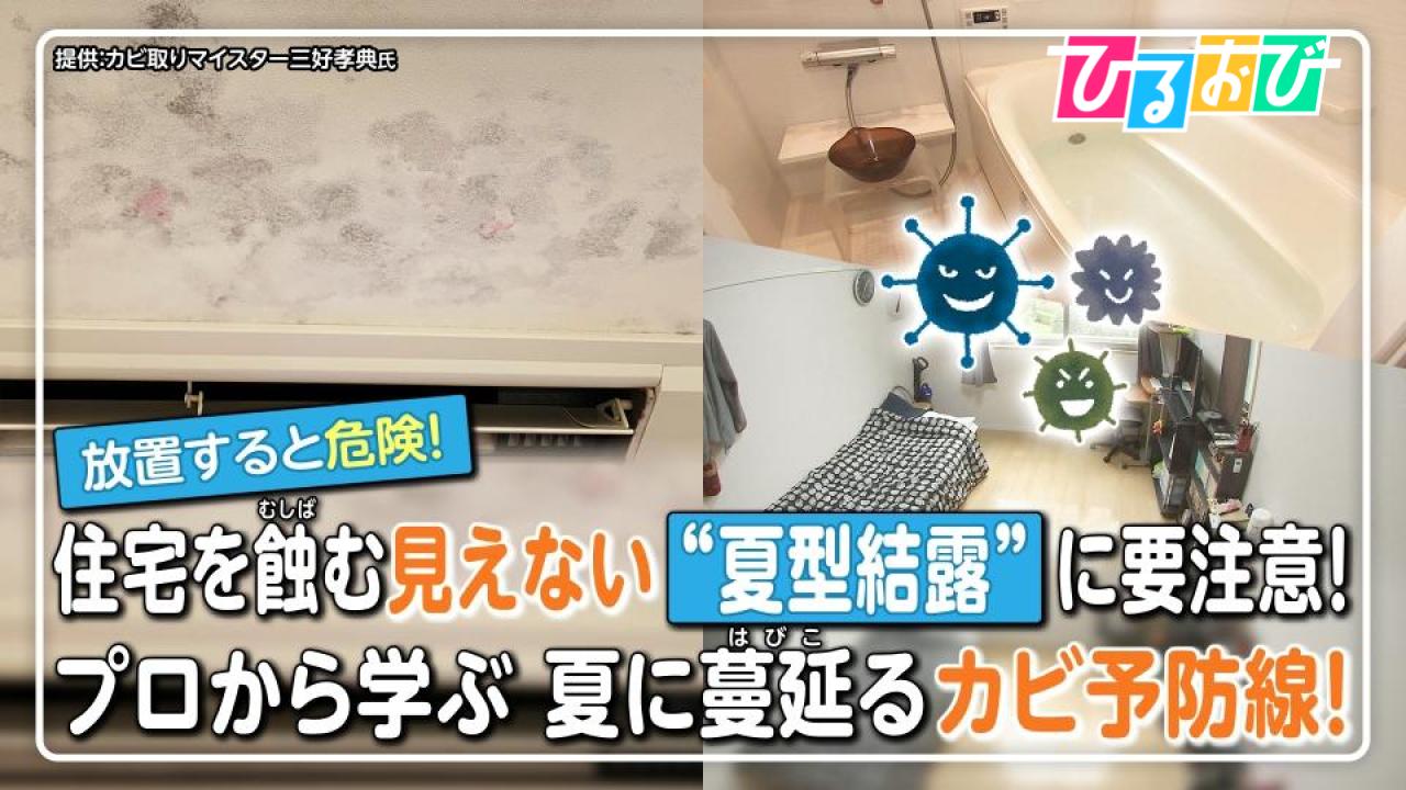 隠れた壁の内部で発生した「夏型結露」により増殖したカビのイメージ。