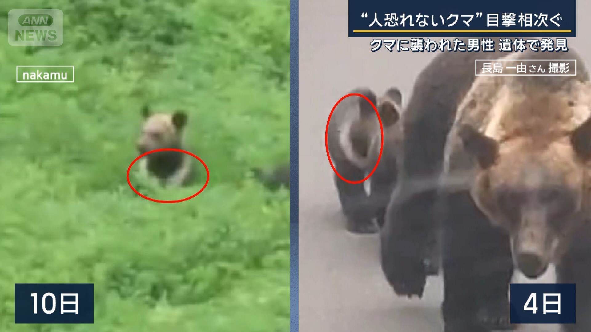 北海道羅臼岳でのヒグマ襲撃事件、男性遺体発見と親子ヒグマ3頭駆除を伝えるニュース報道の画像。