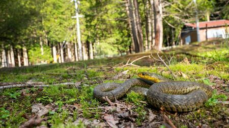 ヤマカガシの知られざる危険性：身近な毒ヘビの多様な色彩とその最新研究