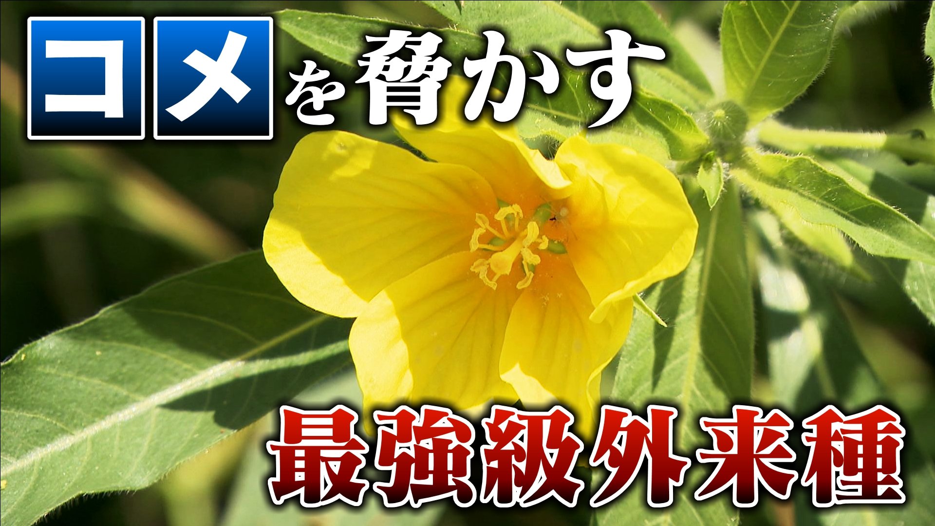 オオバナミズキンバイに覆われた三重県桑名市の水田