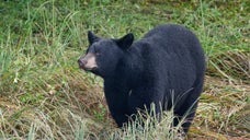 ウィスコンシン州でプラスチック容器が頭にはまったクマを救助する様子