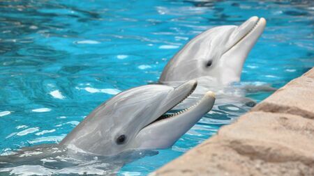 バンドウイルカが泳ぐ様子。水族館で飼育されるイルカの健康管理には獣医病理医の存在が重要である。