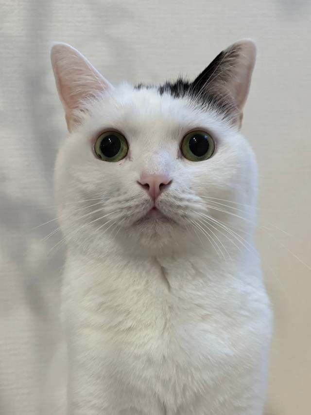 【中古】 ネコが都会で快適に暮らす法 ネコ好きに捧げるネコの本/主婦と生活社/高松広子 中古】 ネコが都会で快適に暮らす法 ネコ好きに捧げるネコの本/