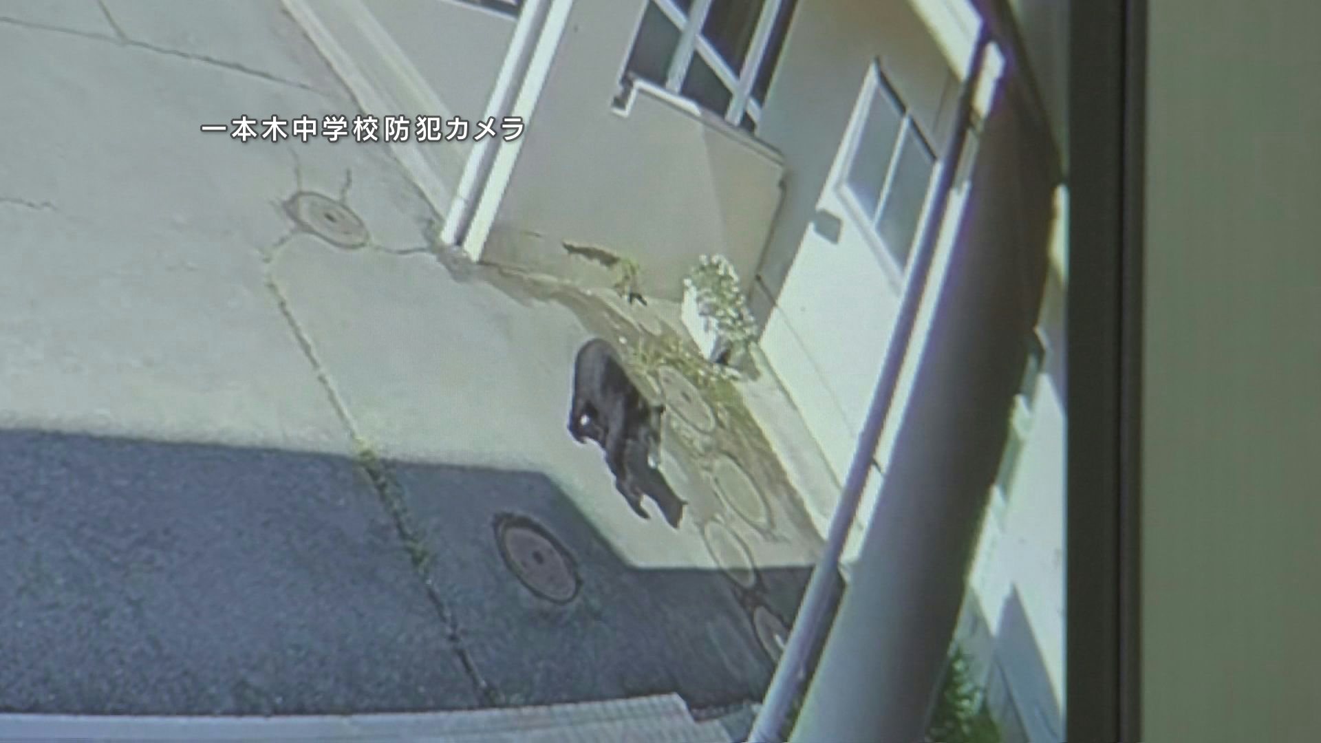 クマが中学校に進入 副校長がクマの前に立ちはだかりにらみ合い、生徒守る 岩手県滝沢市(岩手めんこいテレビ) - Yahoo!ニュース