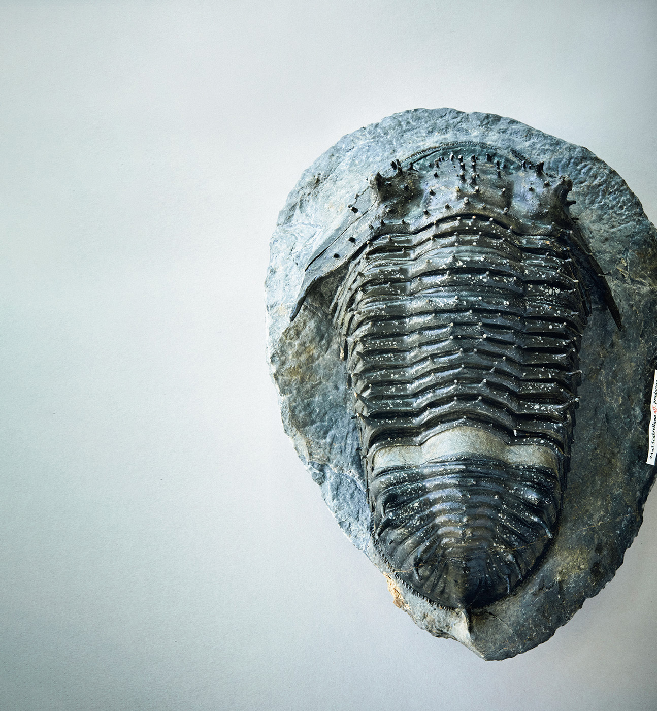 ちょっと大きめ三葉虫化石 超棘棘！【Comura bultyncki】三葉虫 化石標本trilobite（超棘棘