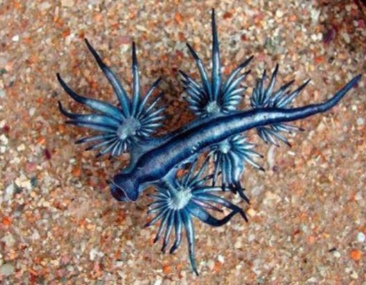 スペインの海岸で「ブルードラゴン」発見…海水浴を全面禁止に
