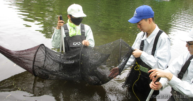 篠山城堀で定置網を確認しウシガエルなどの外来生物を捕獲する高校生たち