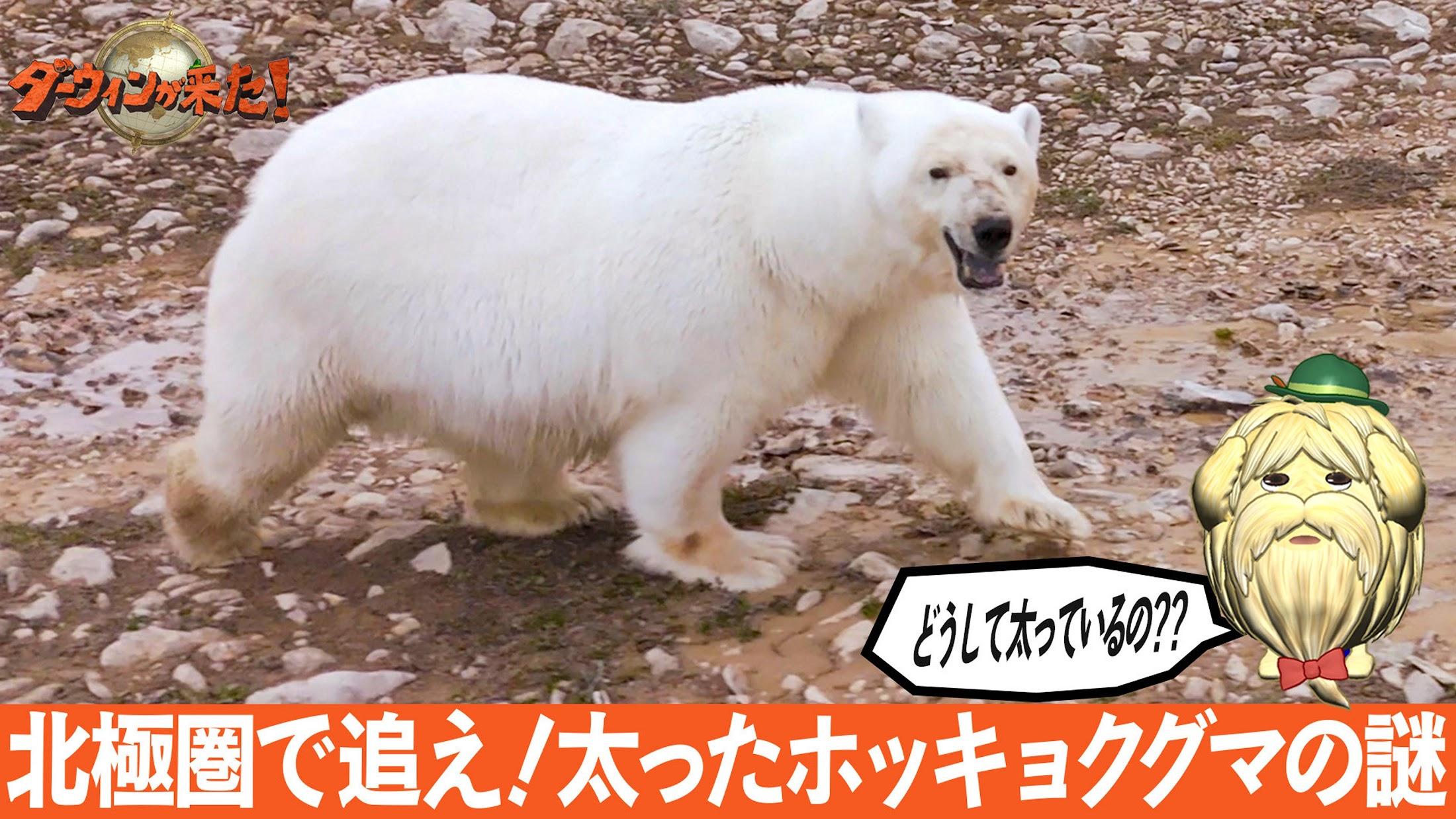シロクマポシェットを下げたホッキョクオオカミさん