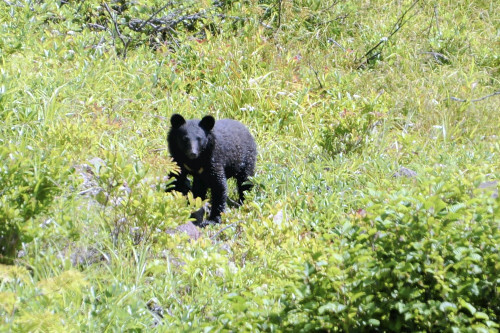 秋田新幹線がクマとぶつかり緊急停車、乗客乗員けがなし…クマは線路上で死ぬ