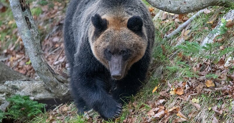 日本各地で目撃情報が増えるクマ、特にヒグマとの遭遇に警戒する登山者への注意喚起イメージ