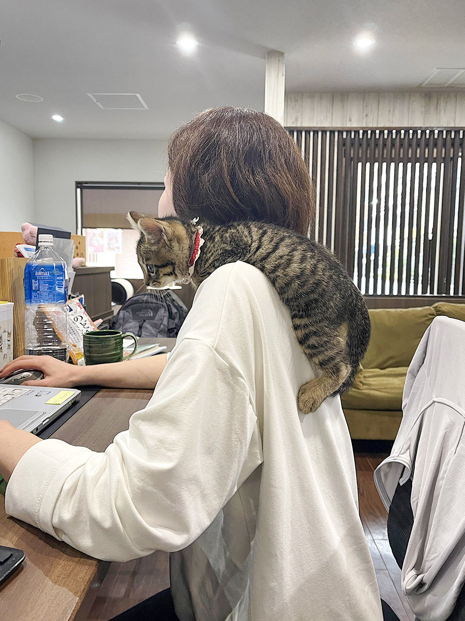 【中古】 ネコが都会で快適に暮らす法 ネコ好きに捧げるネコの本/主婦と生活社/高松広子 中古】 ネコが都会で快適に暮らす法 ネコ好きに捧げるネコの本/