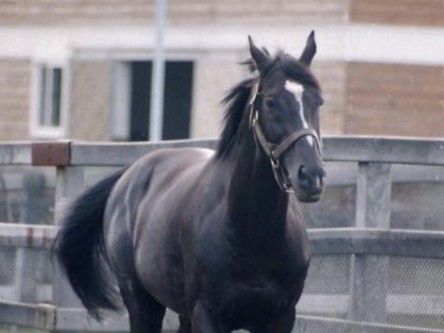 再注目されるサンデーサイレンス 近3年GI馬の約9割が血を継ぐ名