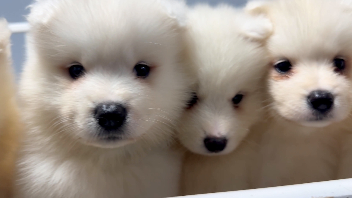 人気犬“サモエド”の魅力に迫る　ヤンチャ犬10年密着にROIROMが涙『笑える！泣ける！動物スクープ100連発』（TV LIFE web） - Yahoo!ニュース