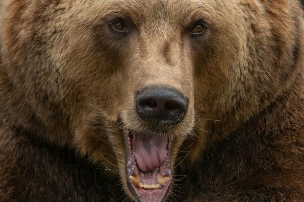 日本の森林に生息するヒグマまたはツキノワグマの一般的な姿。人里への出没が増加し、適切な距離と対策が求められる。