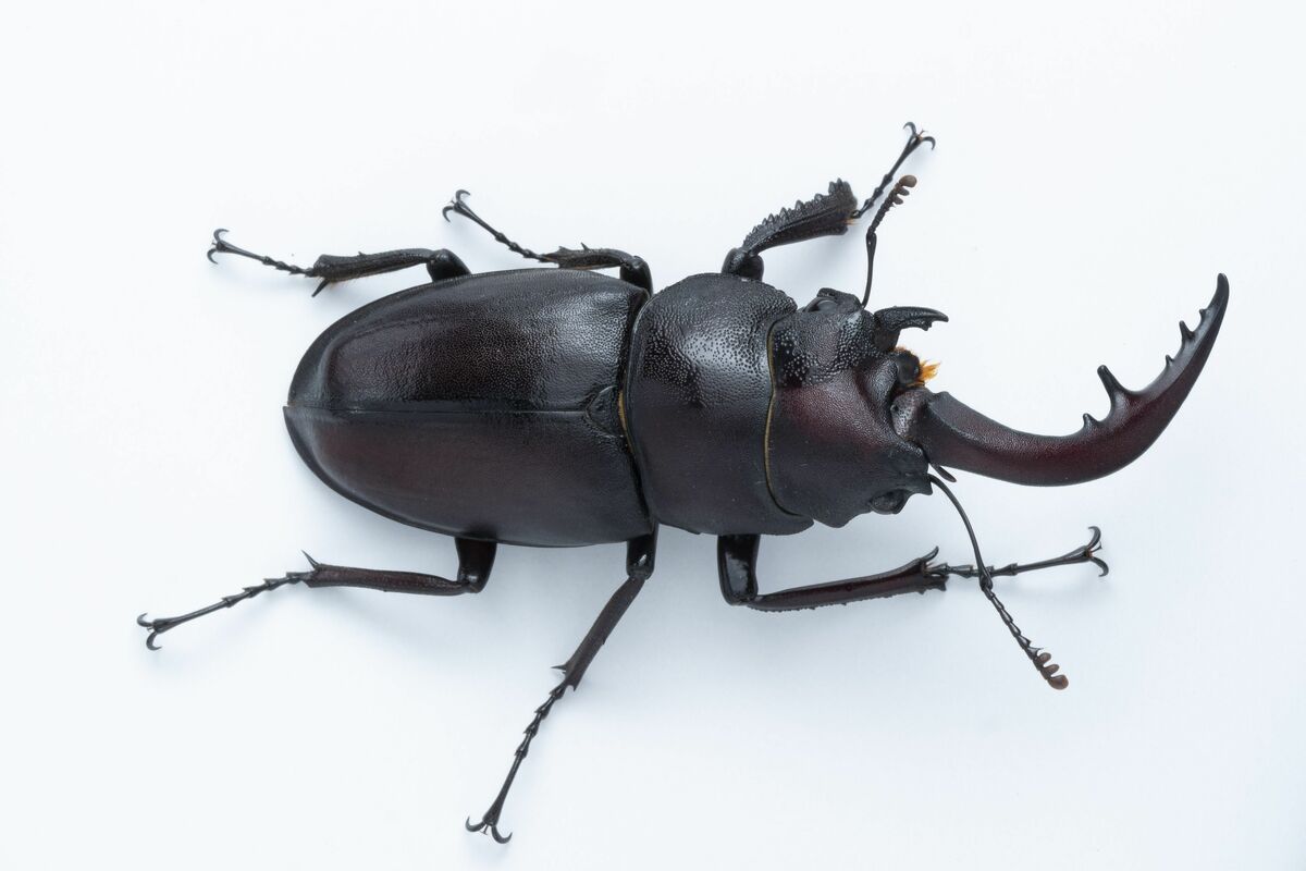 雌雄モザイク クワガタ など 数十万に1匹？「雌雄モザイク」のクワガタを発見 栃木・芳賀の