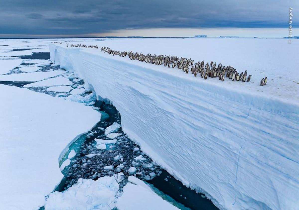 棚氷の上を移動するコウテイペンギンのひなたち。南極の厳しい環境下での彼らの姿は、野生生物の生命力と地球の自然の美しさを象徴している。