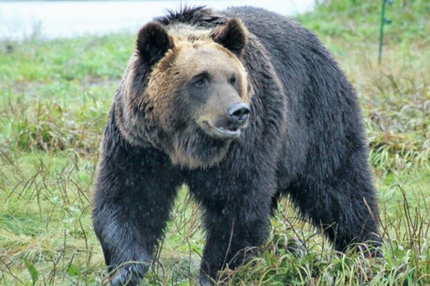 市街地に出没する可能性のあるヒグマのイラスト