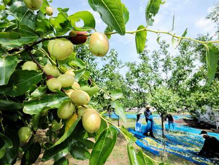 ナツメ収穫ピーク、木々にびっしり 福井県福井市 「今年は豊作、粒も大きい」(福井新聞ONLINE)