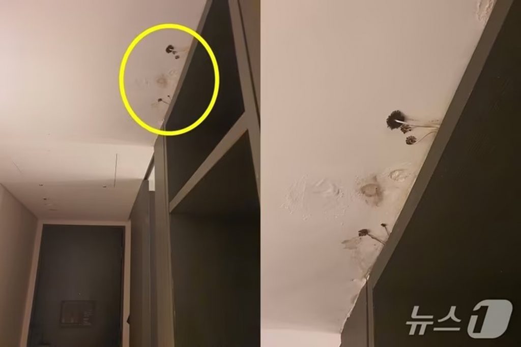 韓国ソウルの有名ビジネスホテルの客室天井に生えたキノコと広がるカビの様子