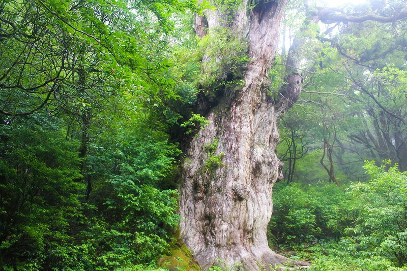屋久島にそびえる太古の巨木：生存競争を勝ち抜いた生命の証
