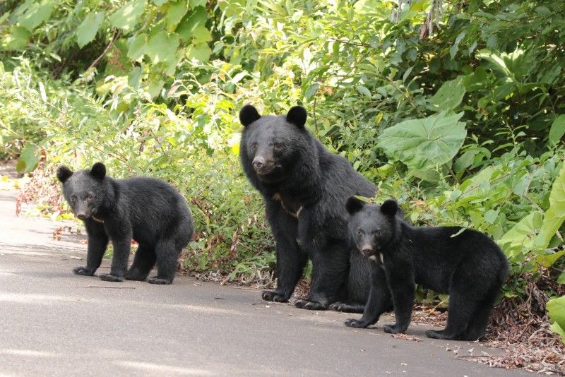 日本の山林に生息するツキノワグマの親子（環境省提供写真）