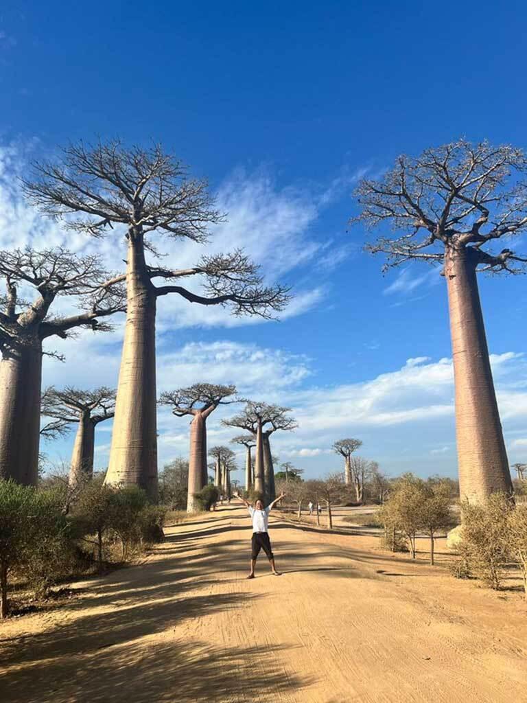 バオバブの木の風景画 夕暮れのマダガスカル バオバブの木のある風景 マダガスカルの