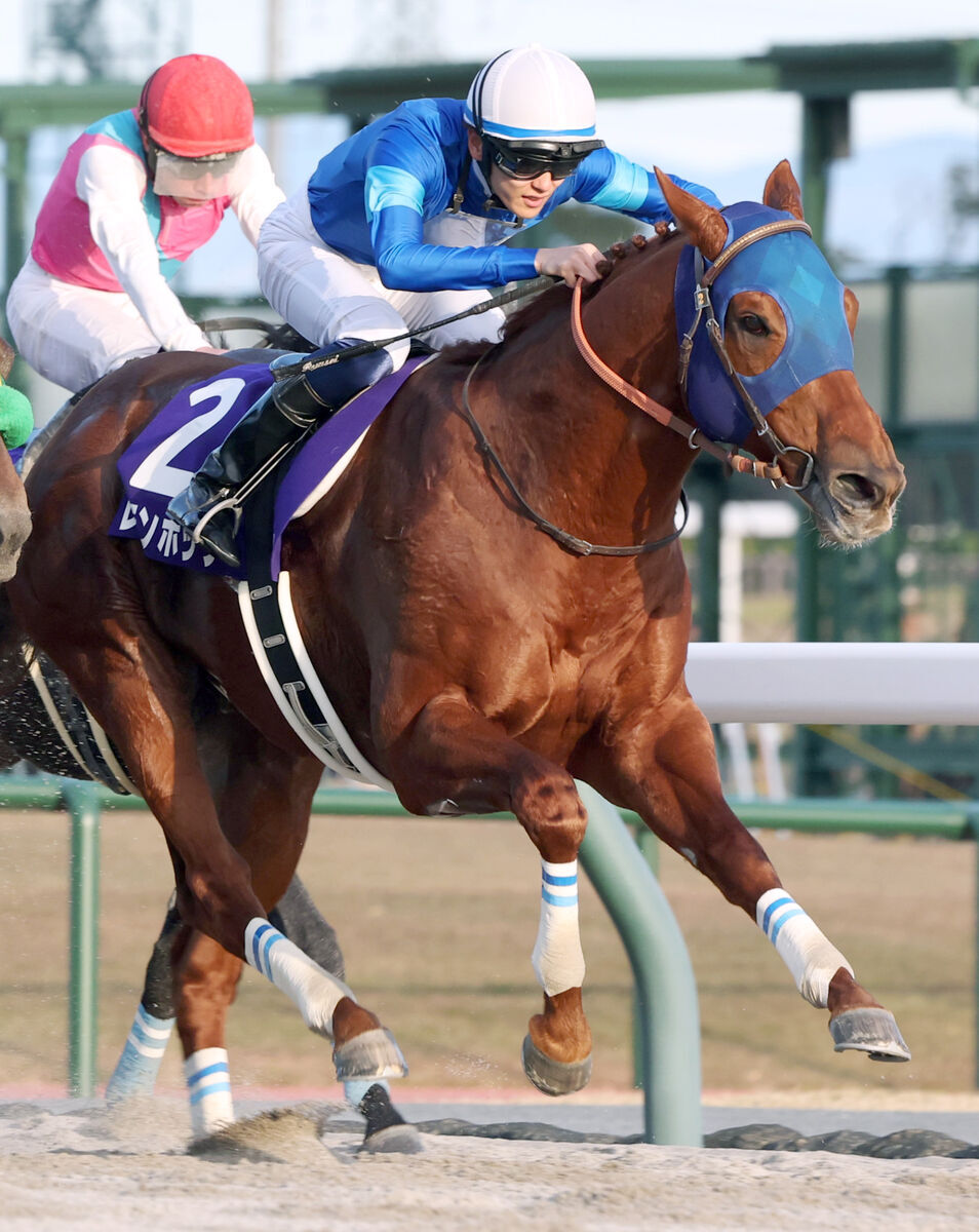 半年で約100キロ増」馬体がすごいと話題のレモンポップが種