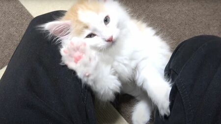 モフモフの毛並みが特徴的な生後2カ月のノルウェージャンフォレストキャットの子猫。