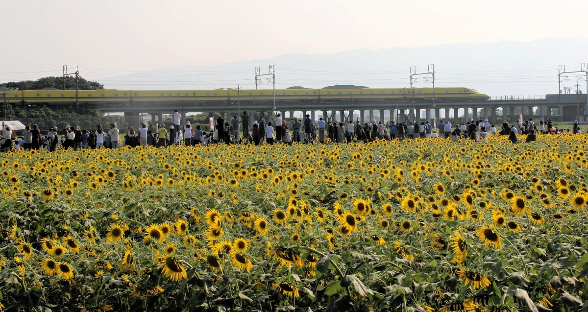 岐阜県大垣市で満開のひまわり越しに走行するドクターイエローを撮影する鉄道愛好家たち