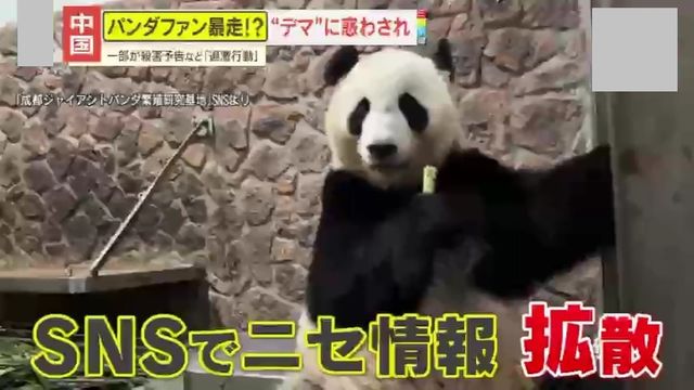 中国でパンダフィーバーが過熱する様子
