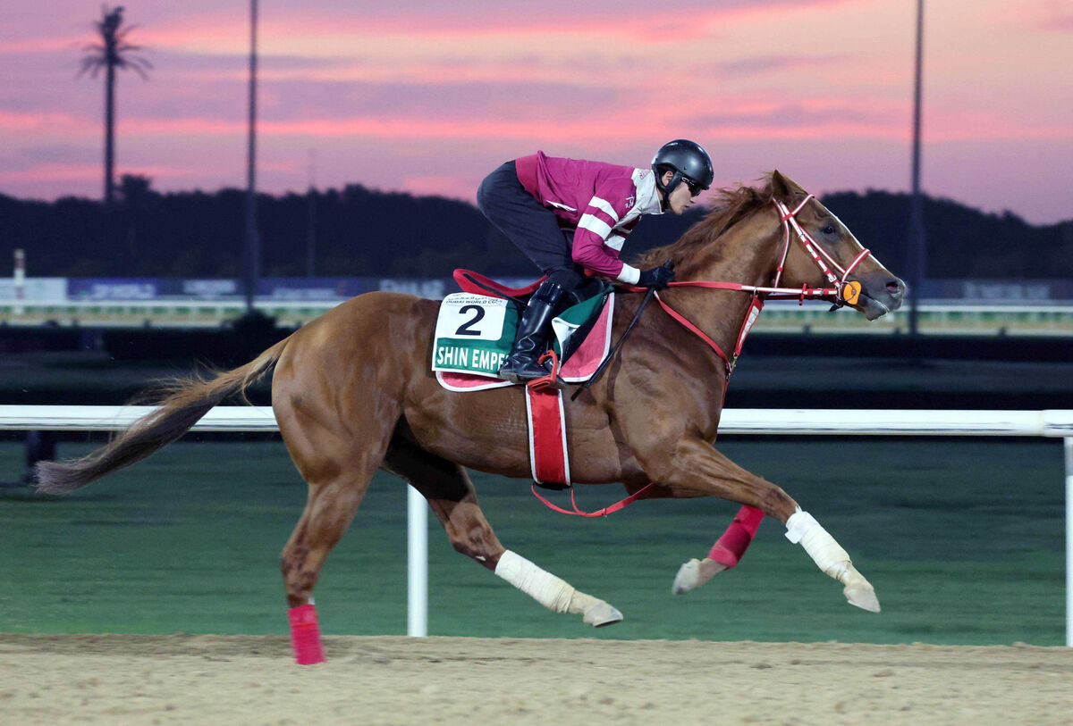 馬券　シンエンペラー　11種 シンエンペラー（Shin Emperor） | 競馬データベース | JRA-VAN