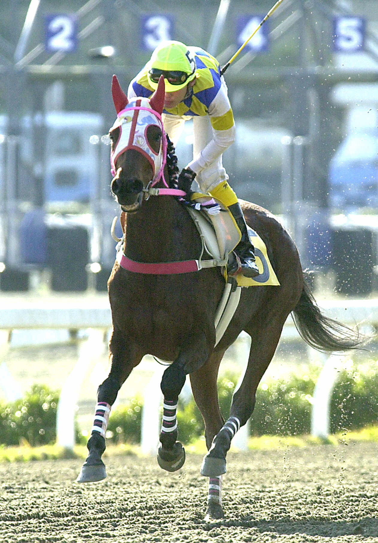 ハルウララ１００戦 ハルウララ死す 29歳、せん痛 113連敗も「負け組の星