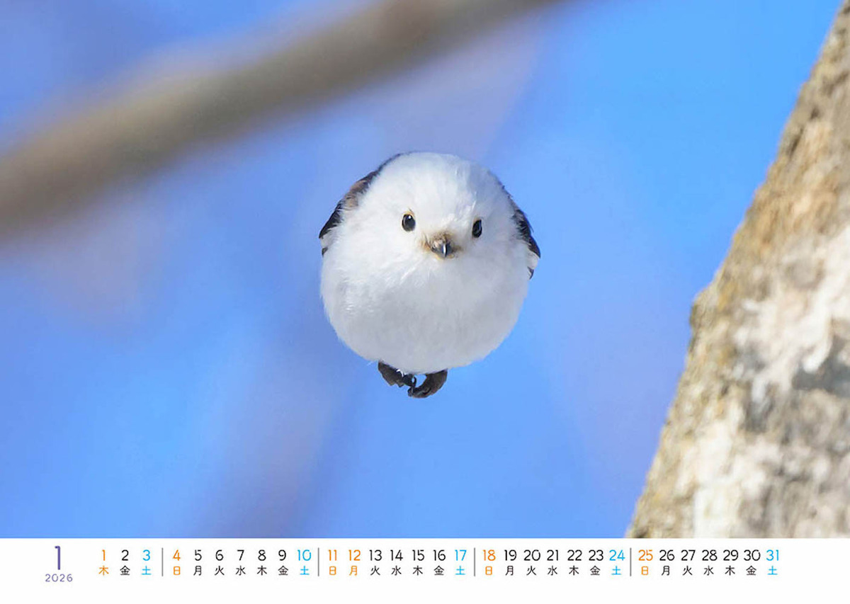 ＊＊雪の妖精＊シマエナガ＊止まり木＊WELCOME 雪の妖精＊シマエナガ＊止まり木＊WELCOME