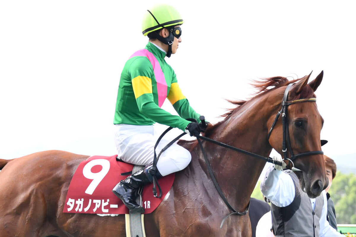 JRA 実使用 ゼッケン ローズステークス GⅡ GⅠ出走馬 タガノエルピーダ JRA 実使用 ゼッケン ローズステークス GⅡ GⅠ出走馬 タガノ